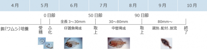 魚種別種苗生産状況「ヒラメ」表