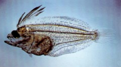変態前のヒラメ仔魚