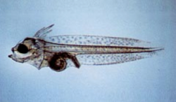 変態前のヒラメ仔魚